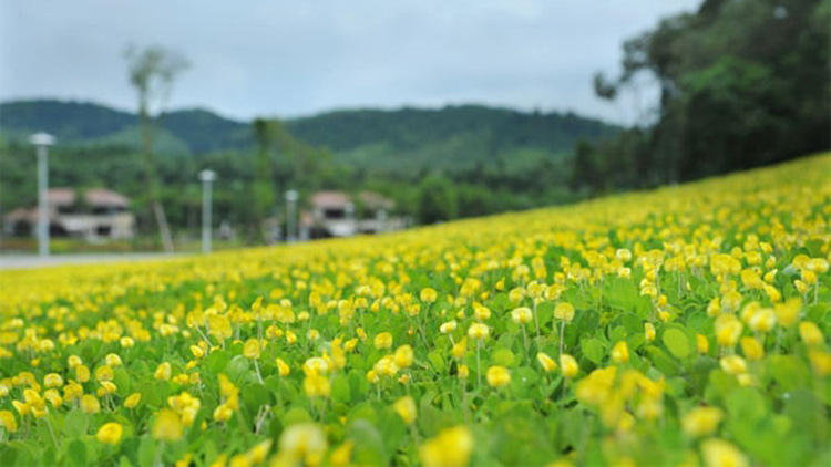 Giới thiệu bãi Xép – được mệnh danh là hoa vàng cỏ xanh Phú Yên