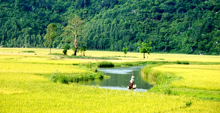 Vẻ đẹp của bãi Xép – hoa vàng trên cỏ xanh Phú Yên